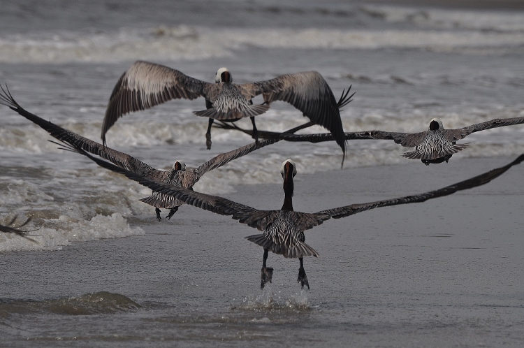 pelicans in flight